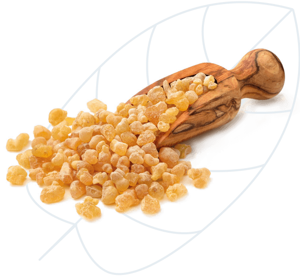 Bibelns-min
